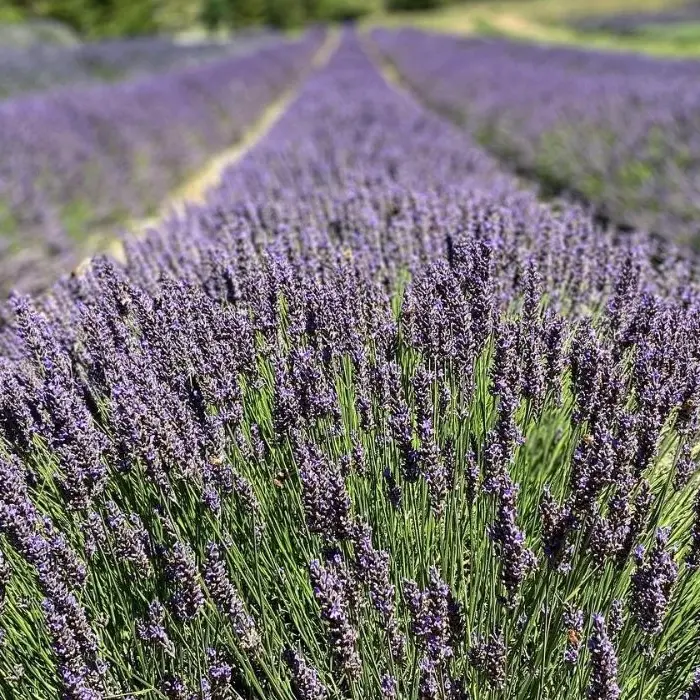 Calabria da scoprire, il Parco della Lavanda di Campotenese