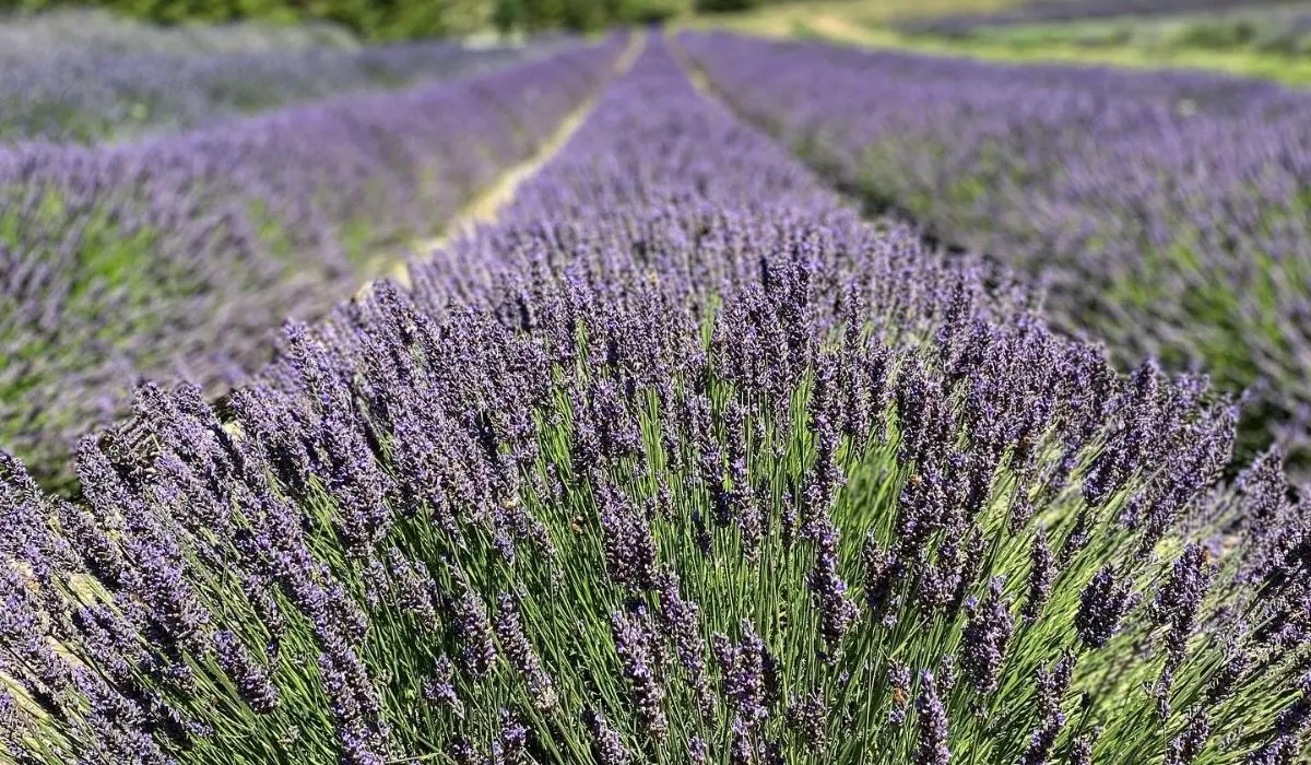 Calabria da scoprire, il Parco della Lavanda di Campotenese