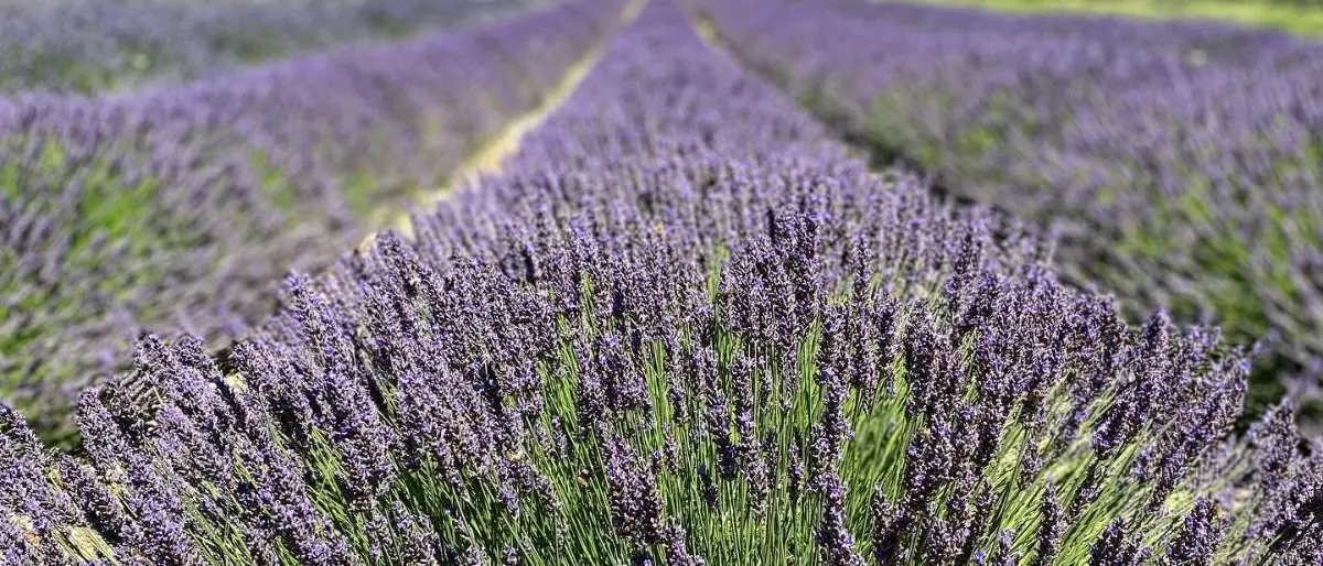 Calabria da scoprire, il Parco della Lavanda di Campotenese