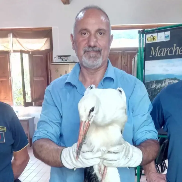 La Polizia Provinciale di Cosenza recupera due cicogne bianche ferite e in difficoltà