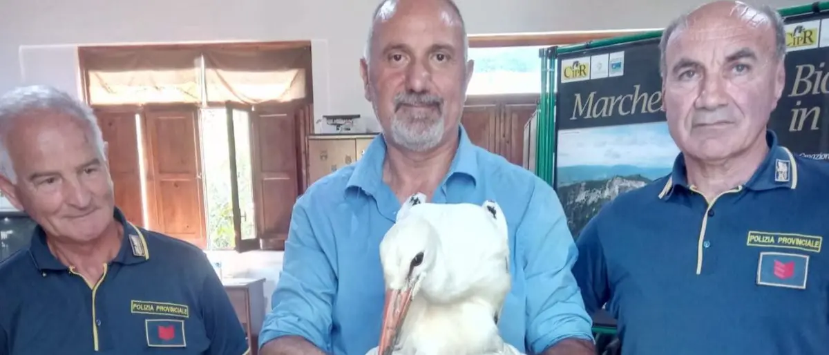 La Polizia Provinciale di Cosenza recupera due cicogne bianche ferite e in difficoltà