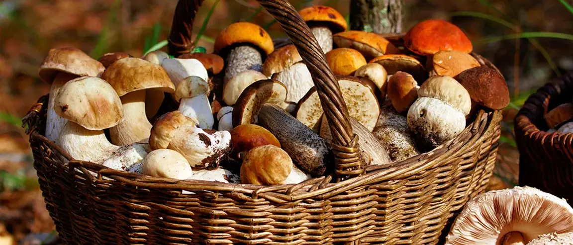 Sagra del Fungo in Sila, si parte. Oggi il primo \"assaggio\" a Camigliatello. Tutti gli eventi