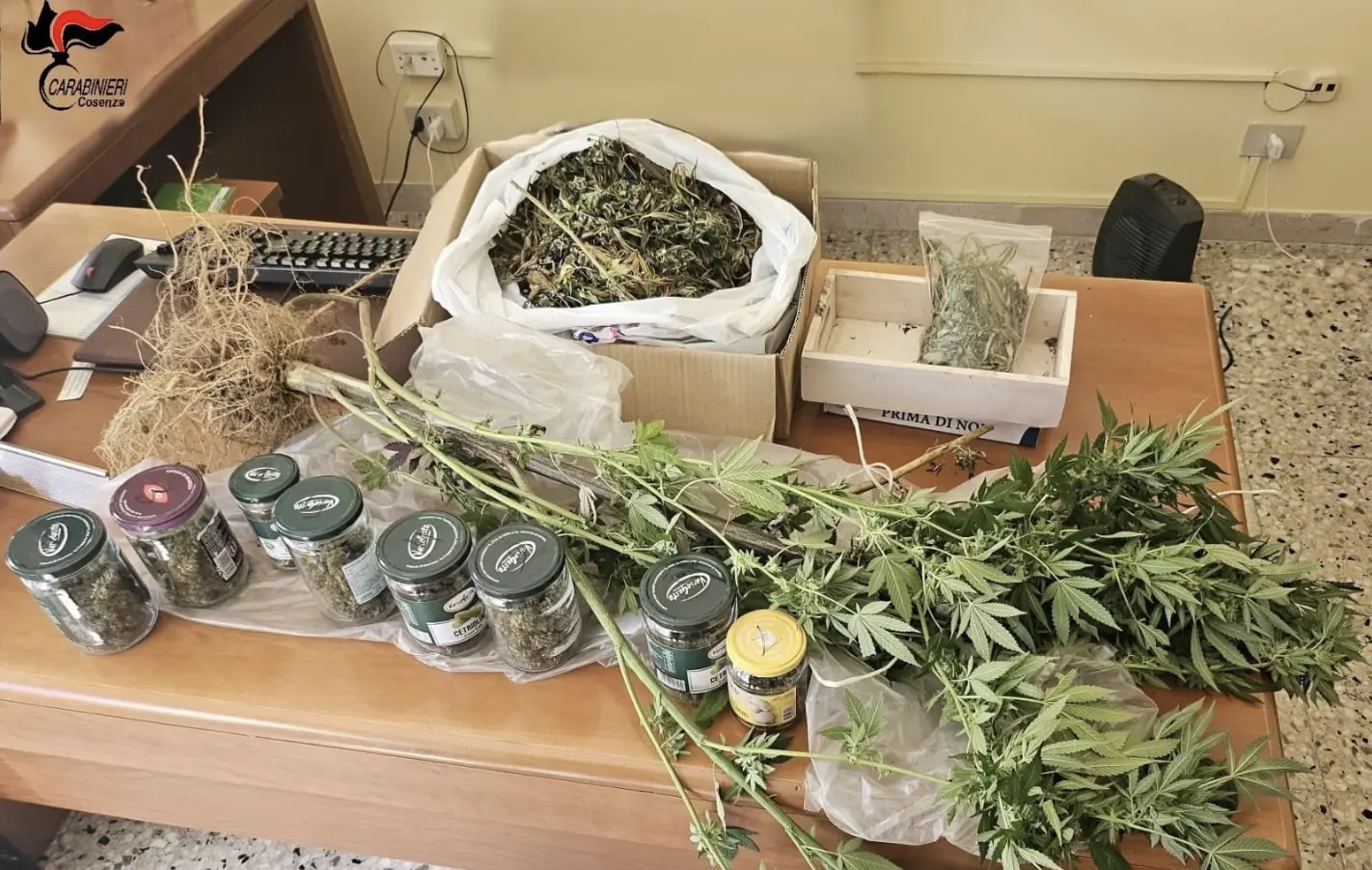 Arrestato 36enne a Rogliano per coltivazione di canapa e possesso di marijuana