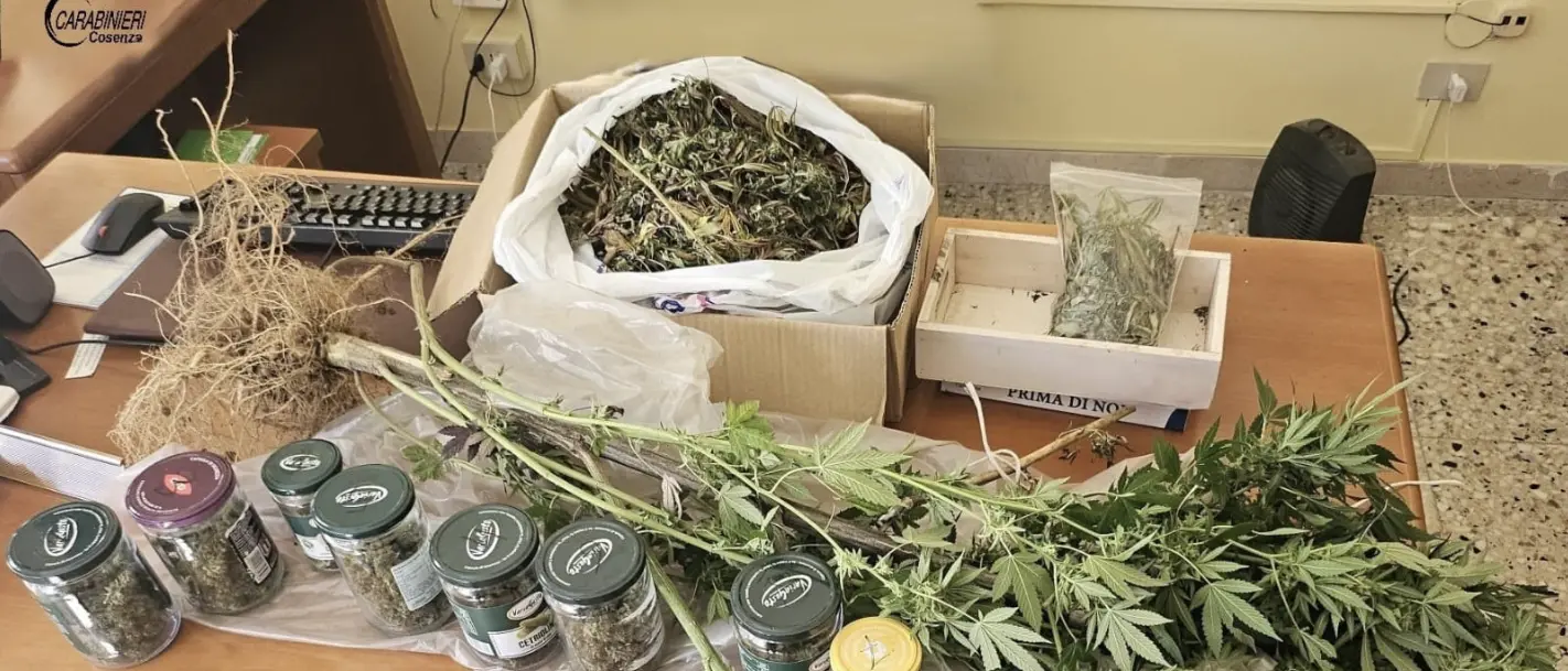 Arrestato 36enne a Rogliano per coltivazione di canapa e possesso di marijuana
