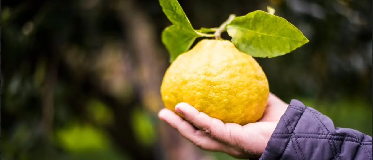 Bergamotto e nanotecnologie: dall’Unical una speranza contro demenza e dolore severo