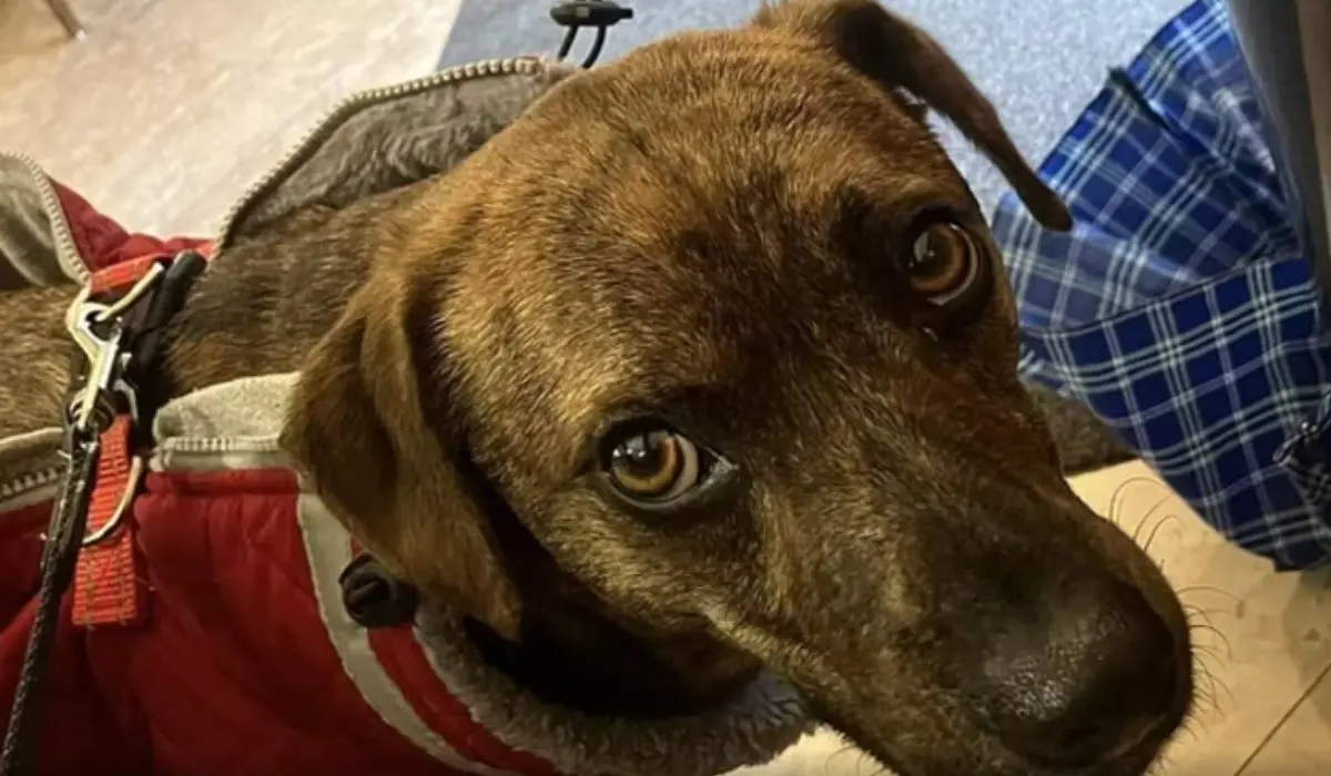 Cane folgorato a Padola, Ciruzzo muore dopo scarica elettrica