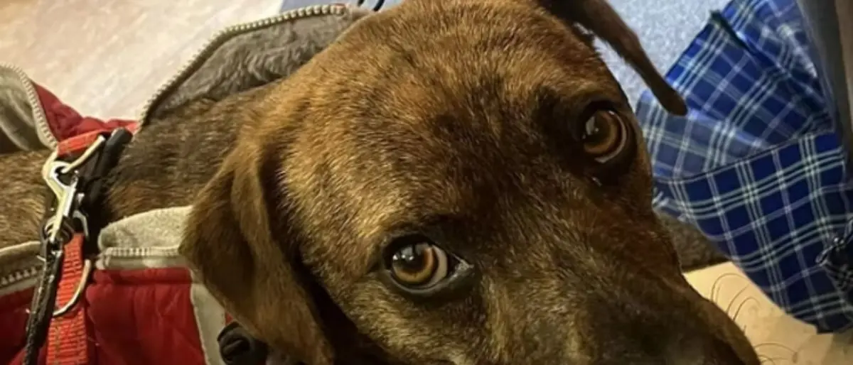 Cane folgorato a Padola, Ciruzzo muore dopo scarica elettrica