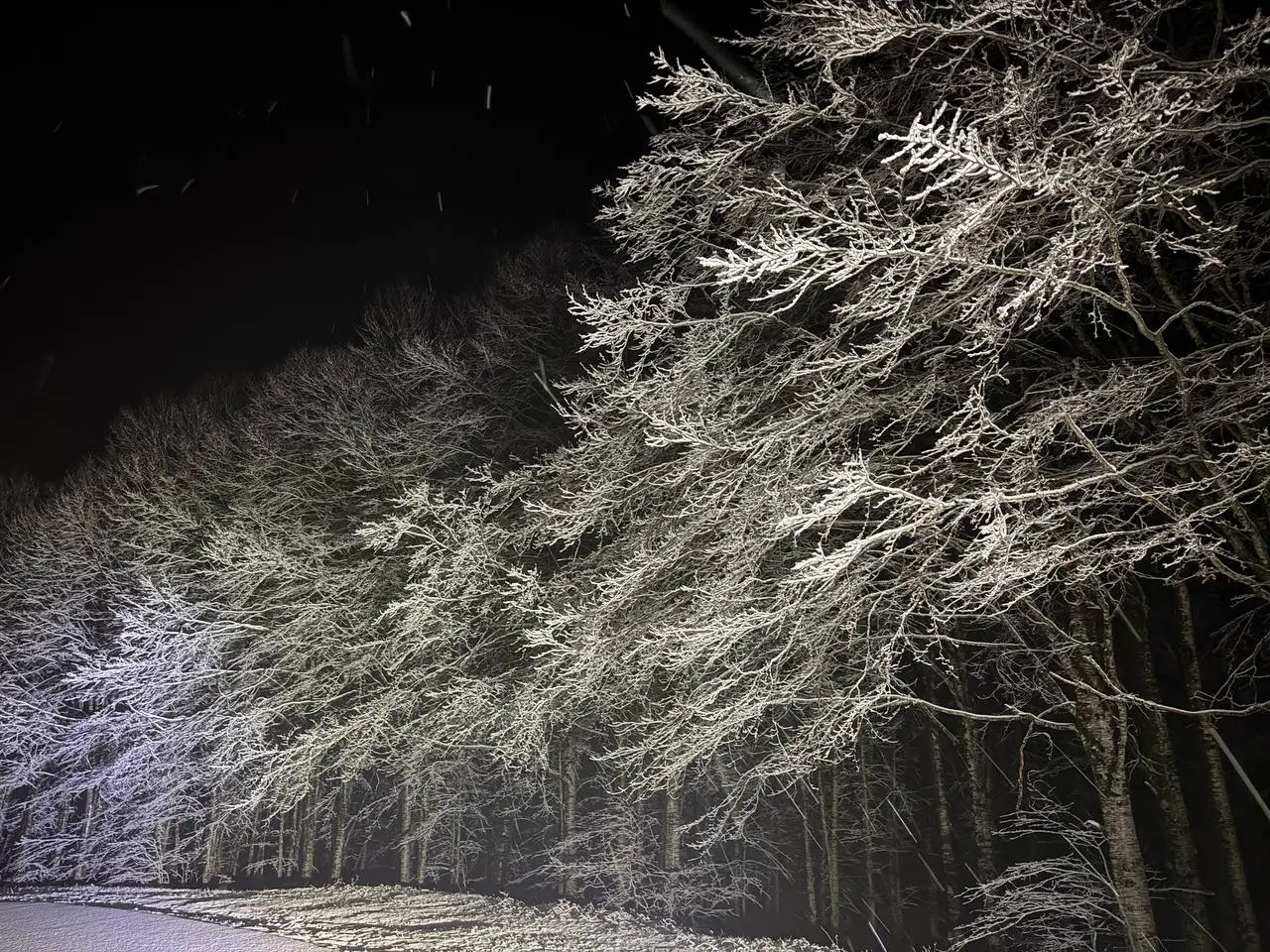 È arrivata la neve in Sila. Le prime immagini da cartolina - FOTO