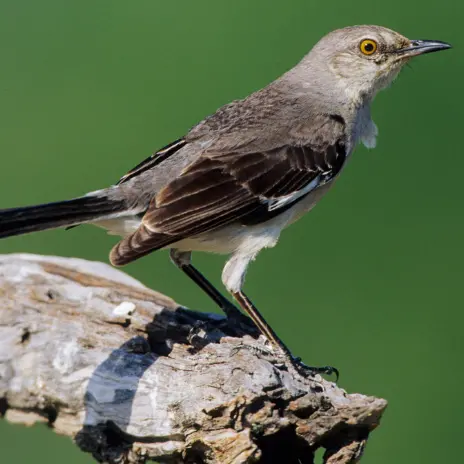 Caccia in Calabria: il WWF diffida la Regione per la riapertura illegittima ai tordi