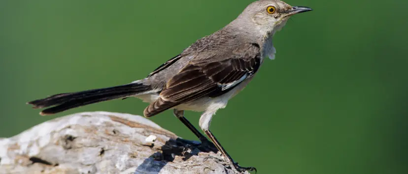 Caccia in Calabria: il WWF diffida la Regione per la riapertura illegittima ai tordi
