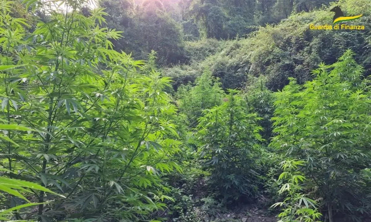 Droga in Calabria, Cosenza è la provincia con più sequestri di marijuana