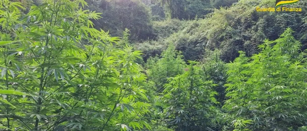 Droga in Calabria, Cosenza è la provincia con più sequestri di marijuana