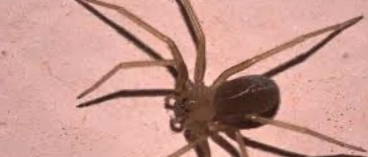 Tragedia a Collepasso, 23enne muore a causa del morso di un ragno violino