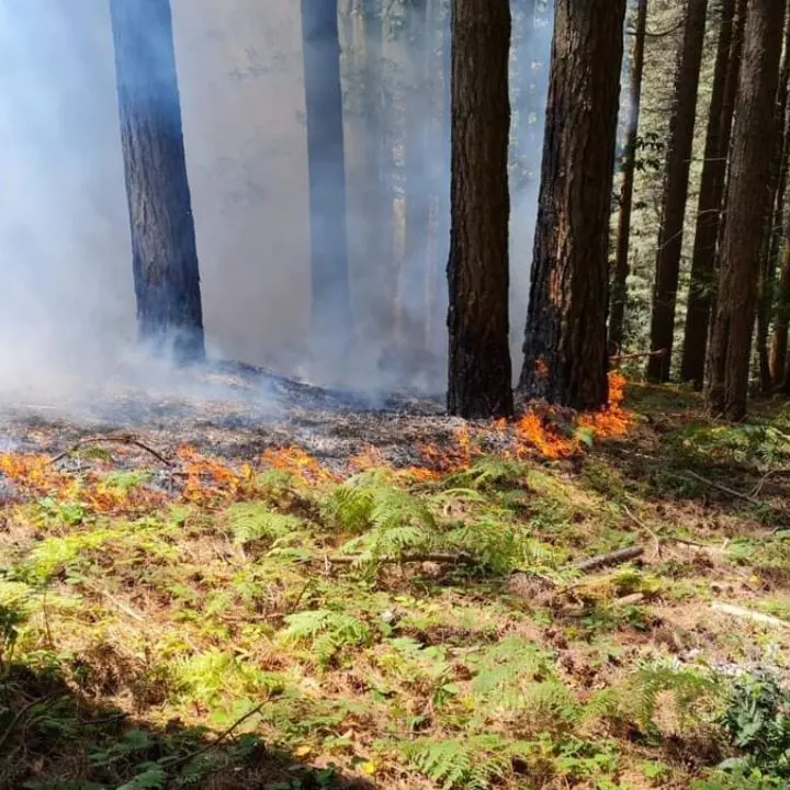 Incendio a Monte Cocuzzo, interventi tempestivi per spegnere le fiamme