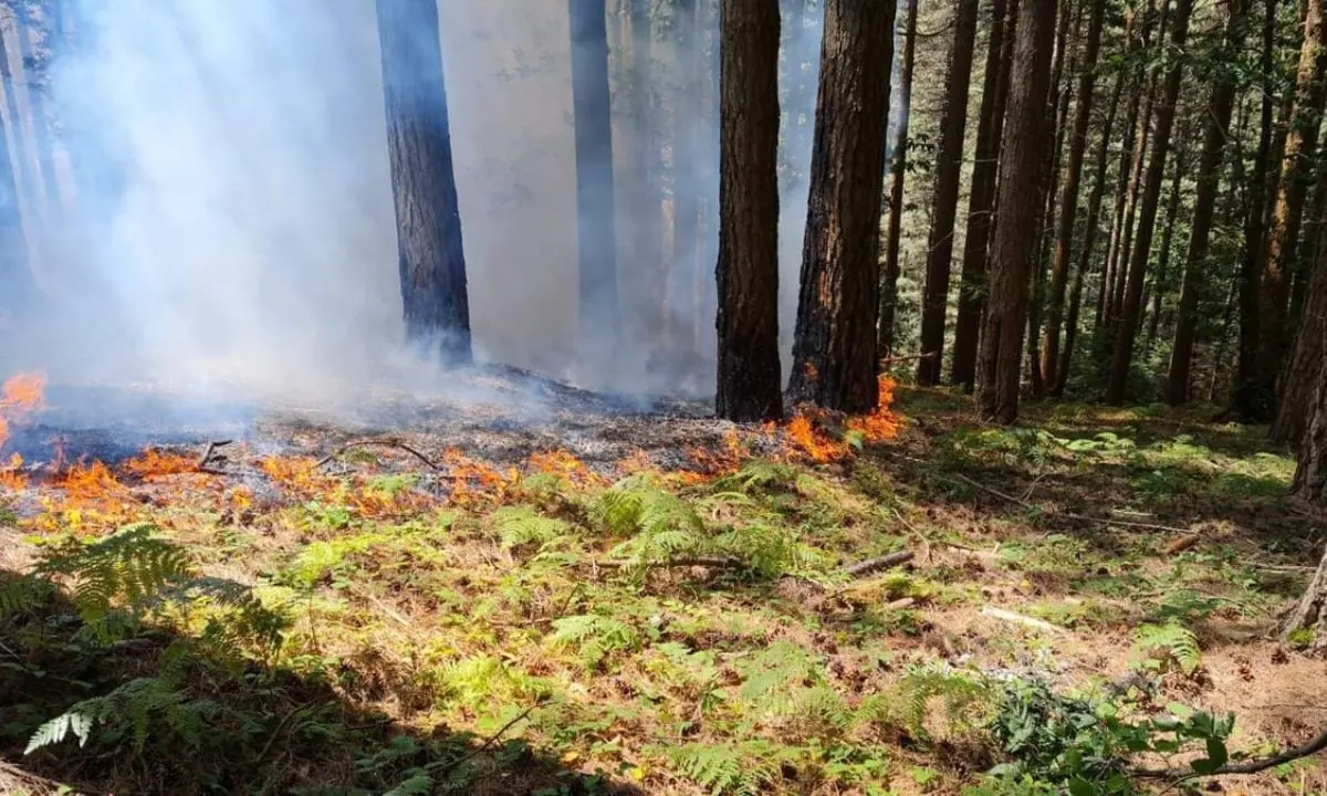 Incendio a Monte Cocuzzo, interventi tempestivi per spegnere le fiamme