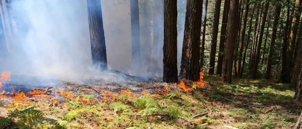 Incendio a Monte Cocuzzo, interventi tempestivi per spegnere le fiamme