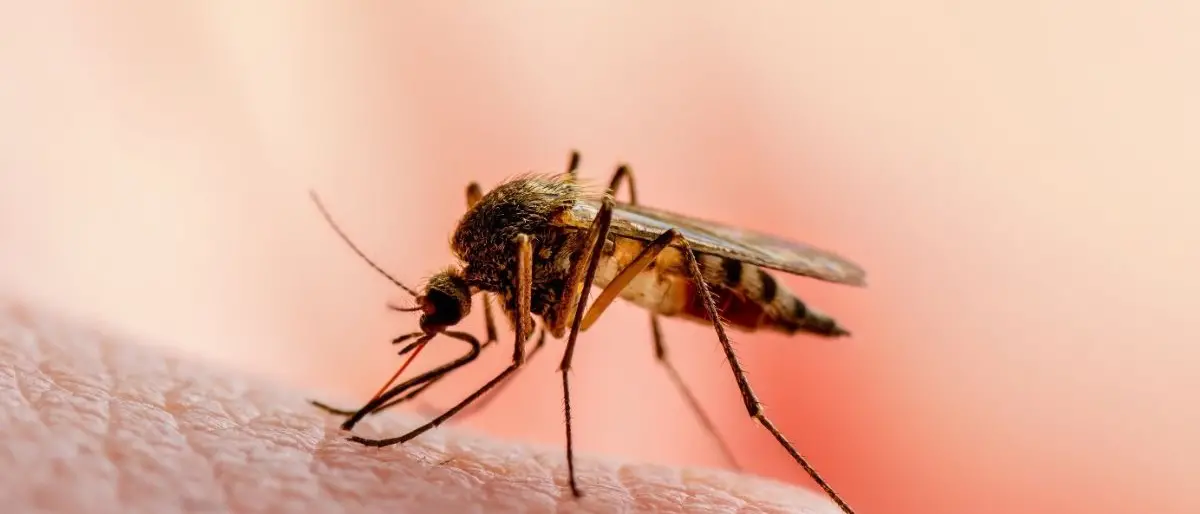 Due casi di Febbre del Nilo in provincia di Cosenza, un paziente è grave ed è ricoverato in Malattie Infettive