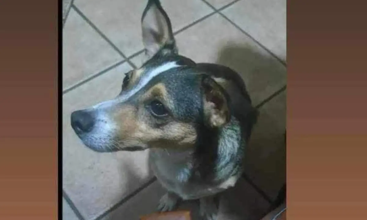 Cercasi Lupetta, la cagnolina di Ilaria Mirabelli sopravvissuta all'incidente