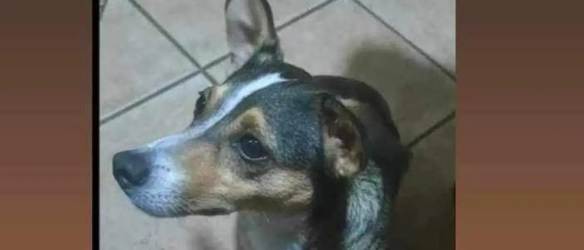 Cercasi Lupetta, la cagnolina di Ilaria Mirabelli sopravvissuta all'incidente