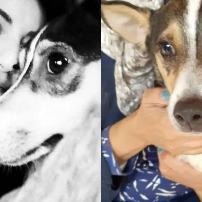 Cosenza, ritrovata sana e salva Lupetta: la cagnolina di Ilaria Mirabelli