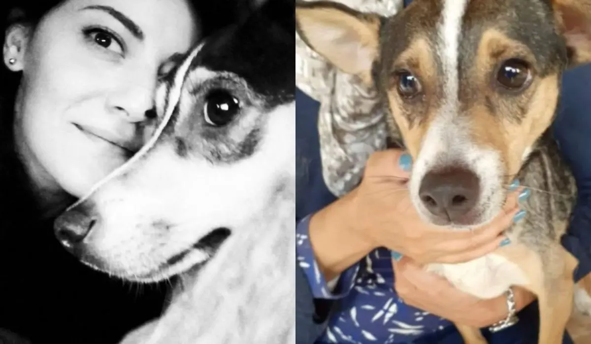 Cosenza, ritrovata sana e salva Lupetta: la cagnolina di Ilaria Mirabelli