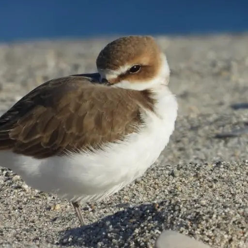 Concluso il monitoraggio dei nidi di Fratino in Calabria: nel 2024 registrati un aumento