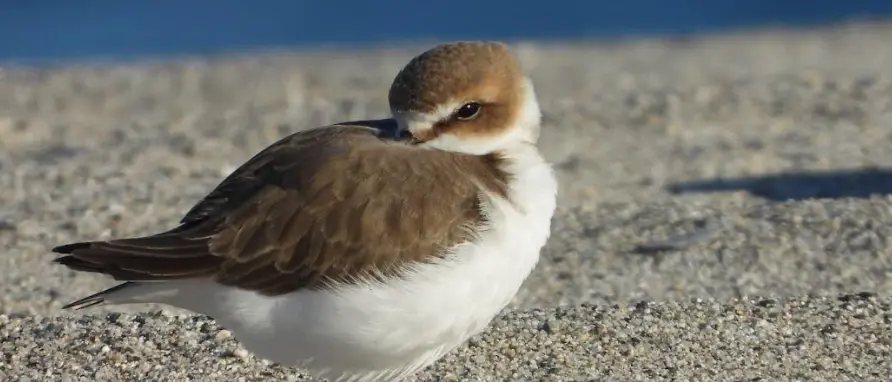 Concluso il monitoraggio dei nidi di Fratino in Calabria: nel 2024 registrati un aumento