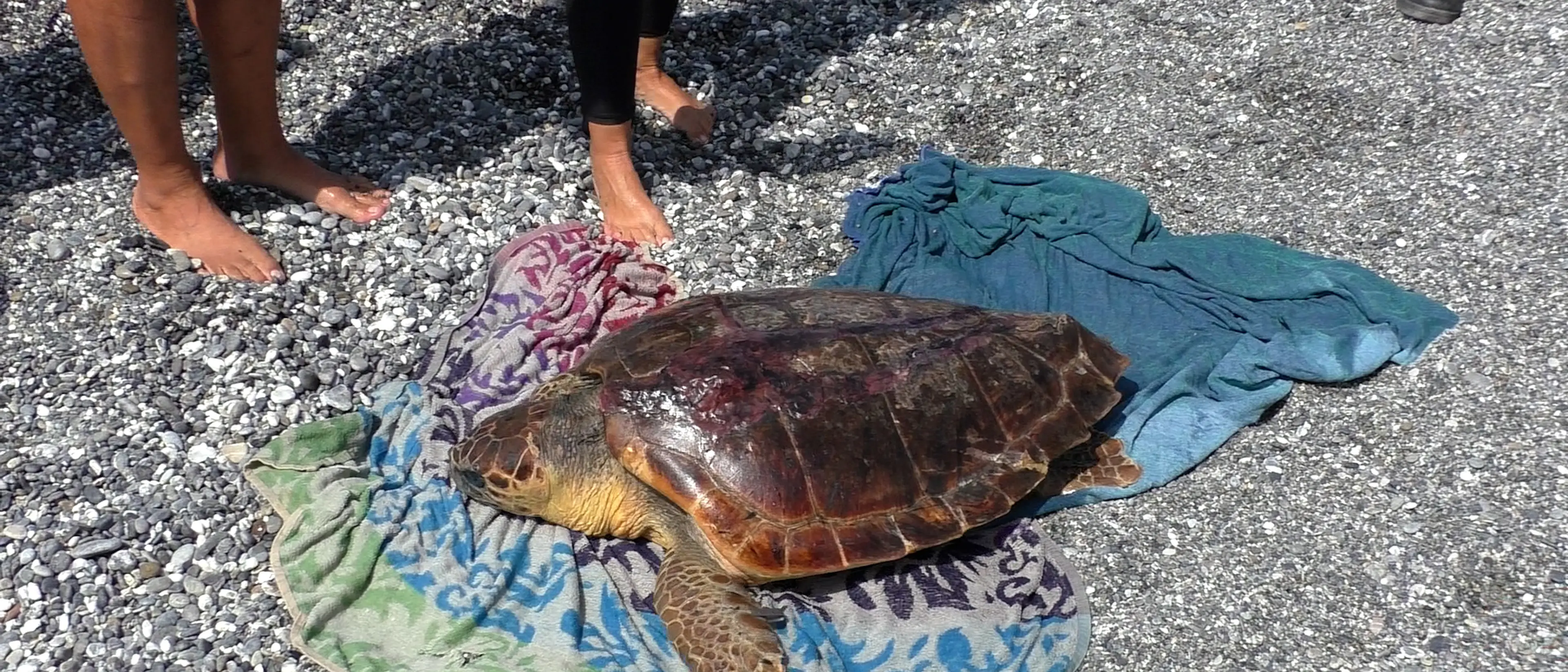 Scalea, la tartaruga Lulù torna in mare dopo oltre un mese di cure