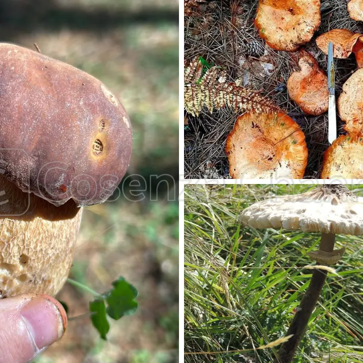 E' tempo di funghi. Dove andare in Sila per riempire il paniere (non solo) di porcini e rositi