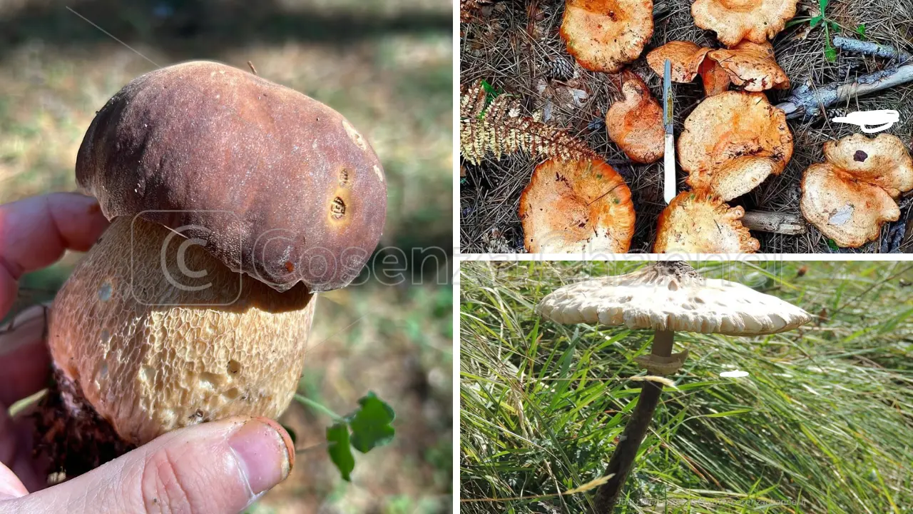 E' tempo di funghi. Dove andare in Sila per riempire il paniere (non solo) di porcini e rositi