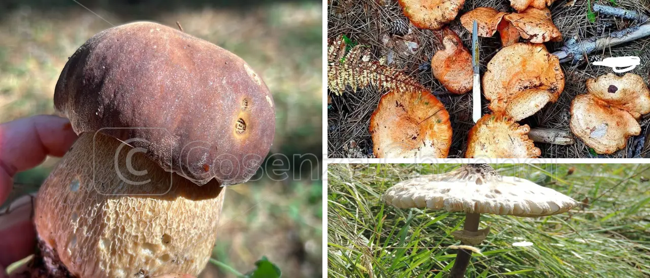 E' tempo di funghi. Dove andare in Sila per riempire il paniere (non solo) di porcini e rositi