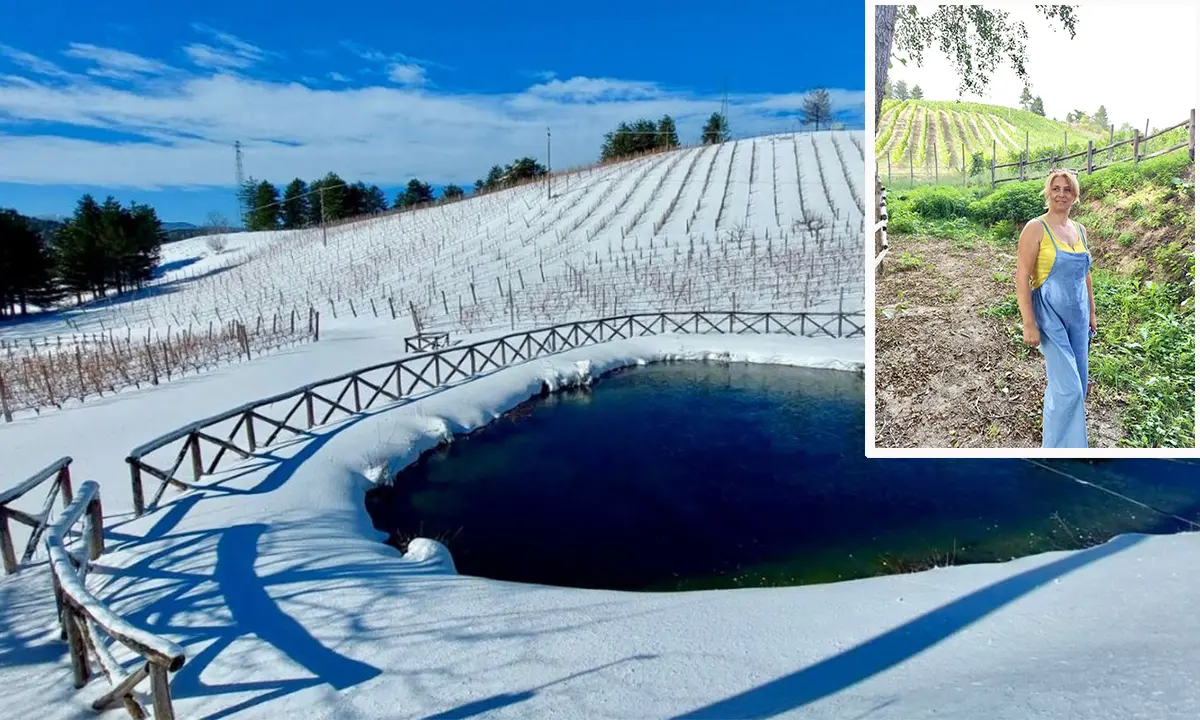 Il vigneto più alto d'Europa è in Sila. «Ci dicevano che eravamo pazzi, oggi brindiamo»