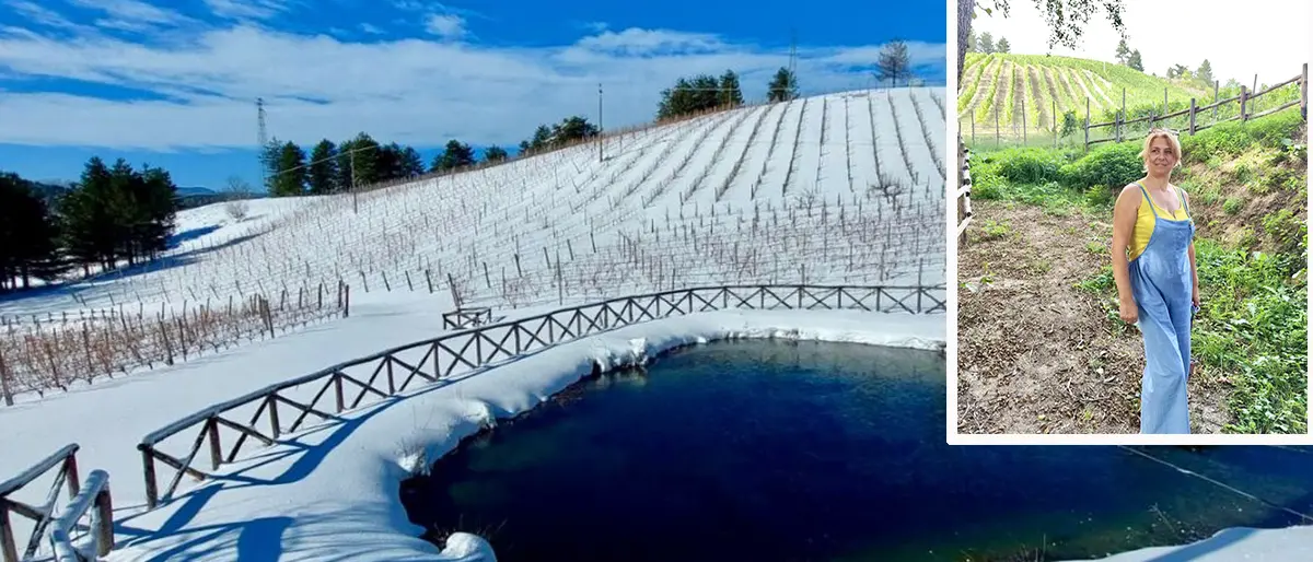 Il vigneto più alto d'Europa è in Sila. «Ci dicevano che eravamo pazzi, oggi brindiamo»