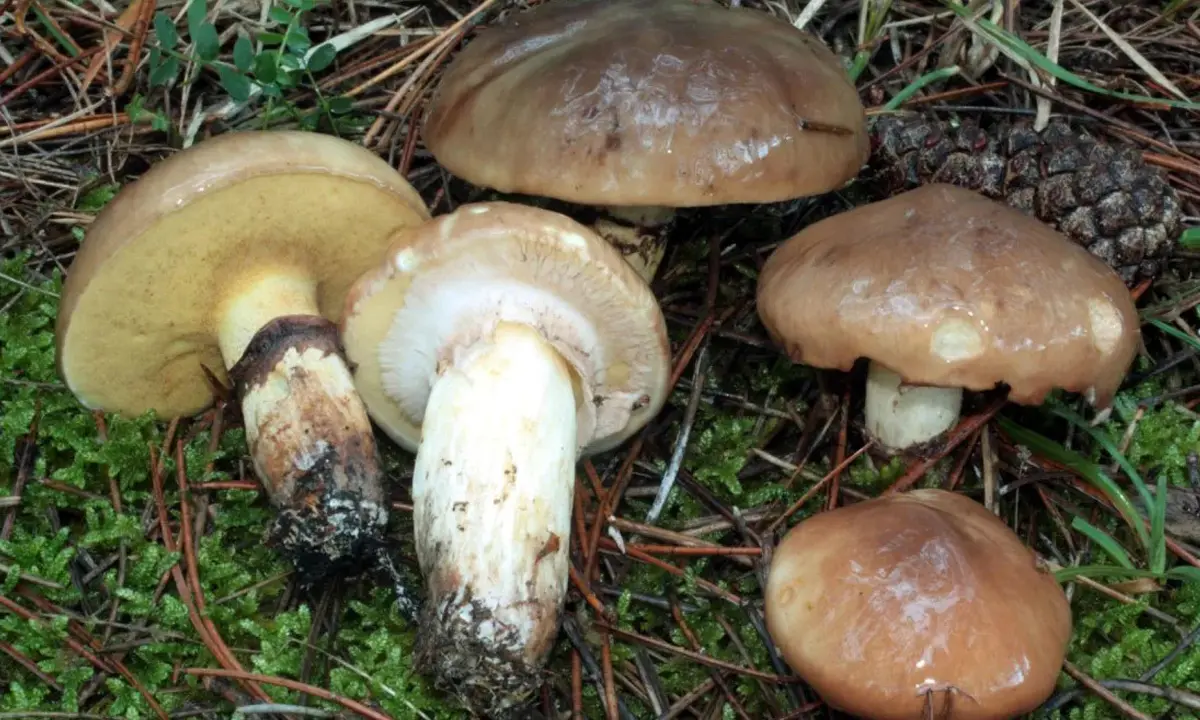 Intossicato dai funghi, migliorano le condizioni del 31enne di Piane Crati