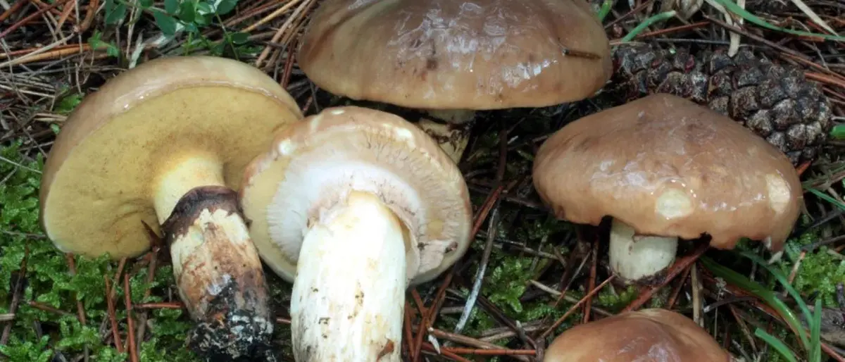 Intossicato dai funghi, migliorano le condizioni del 31enne di Piane Crati