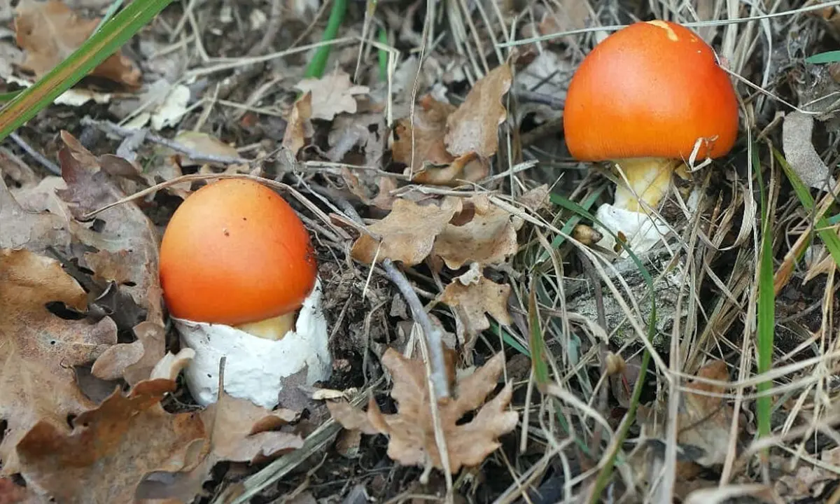 Funghi che passione, corso di micologia a Cosenza