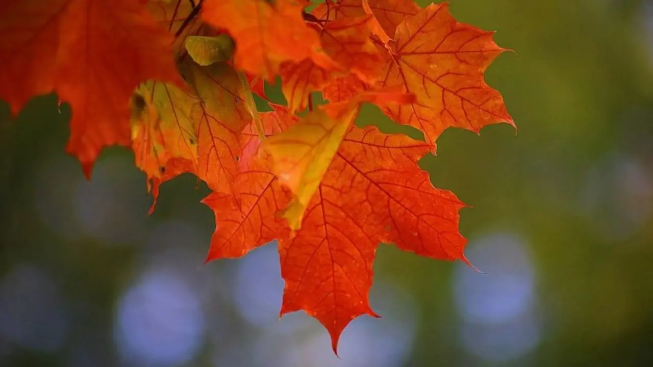 Cosenza, pronto il calendario della rassegna eVenti d'autunno