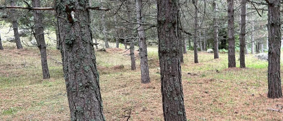 Vanno a funghi in Sila e si perdono, ritrovati sani e salvi