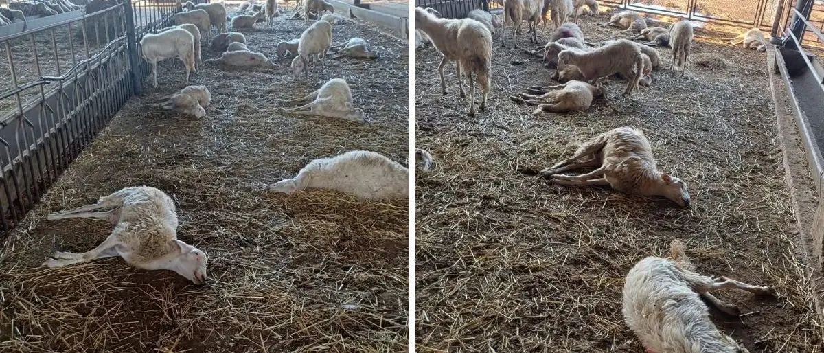 Lingua Blu in Calabria, in arrivo 500mila vaccini per arginare l'epidemia