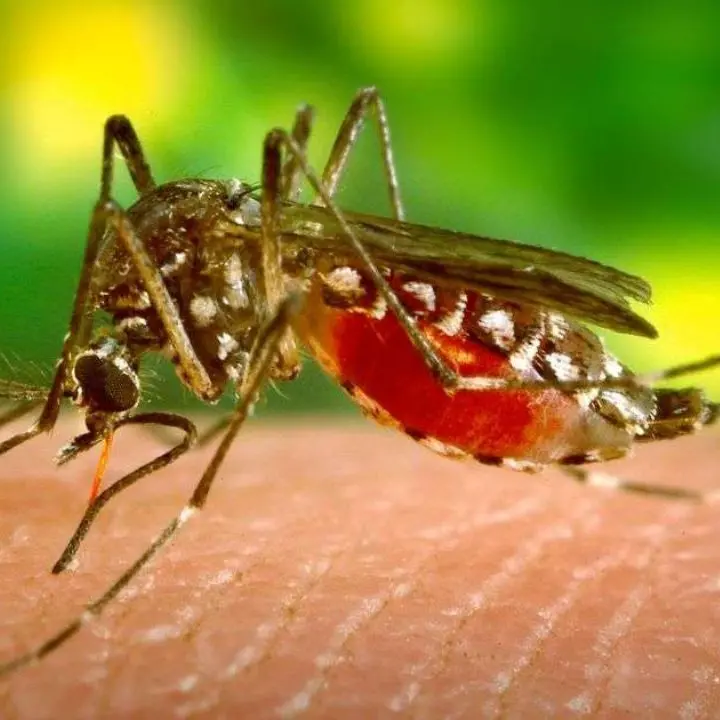 West Nile, il virus delle zanzare uccide una donna di 82 anni