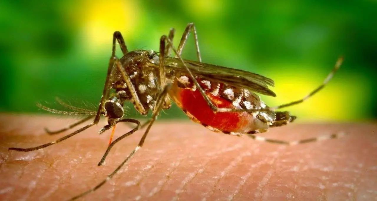 West Nile, il virus delle zanzare uccide una donna di 82 anni