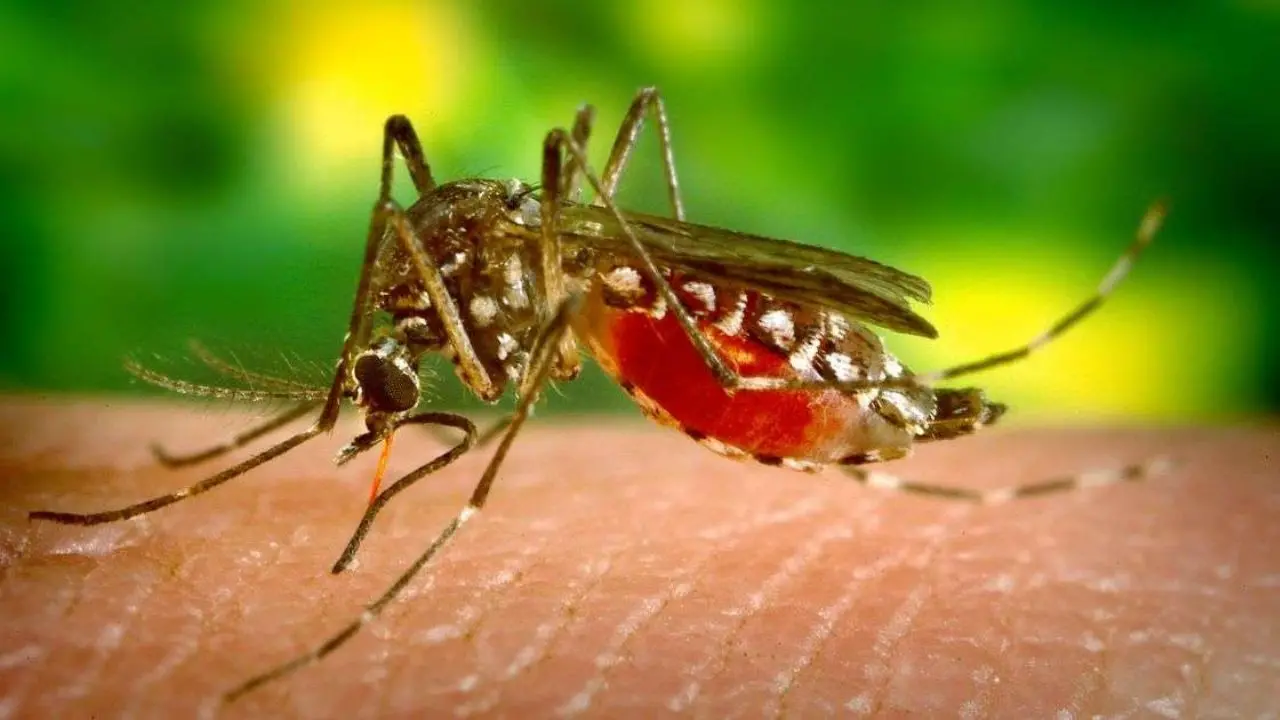 West Nile, il virus delle zanzare uccide una donna di 82 anni