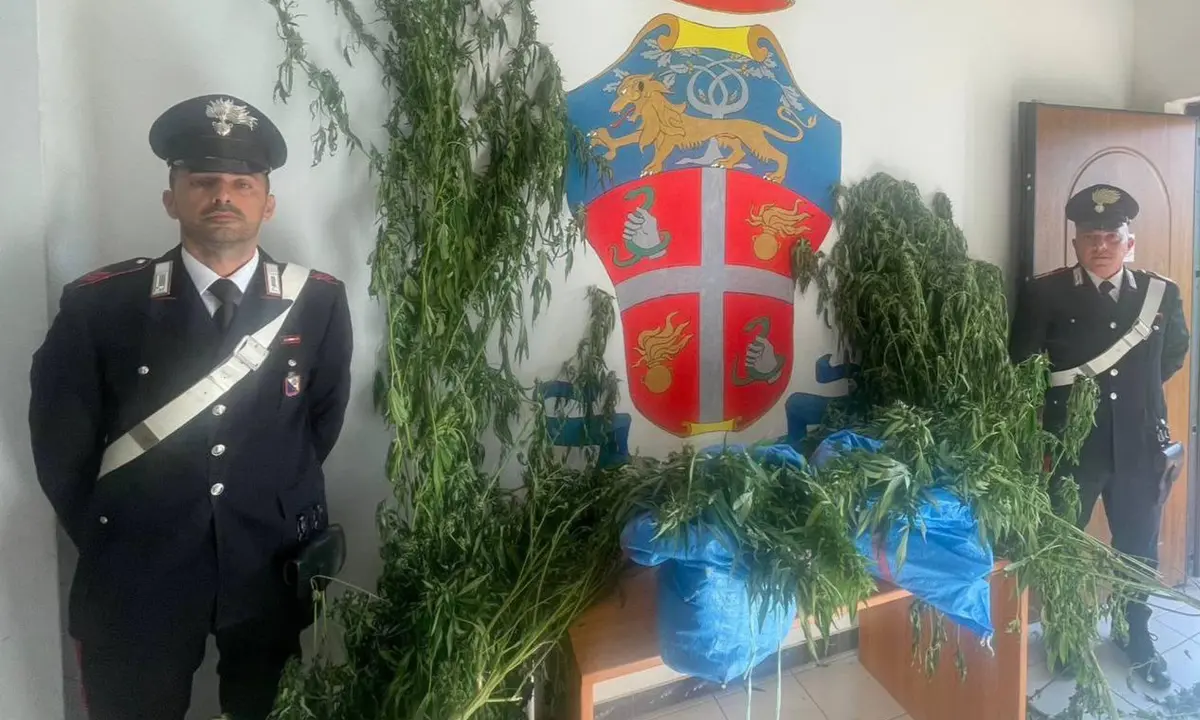 Bonifati, individuate e distrutte 80 piante di marijuana. Tre arresti