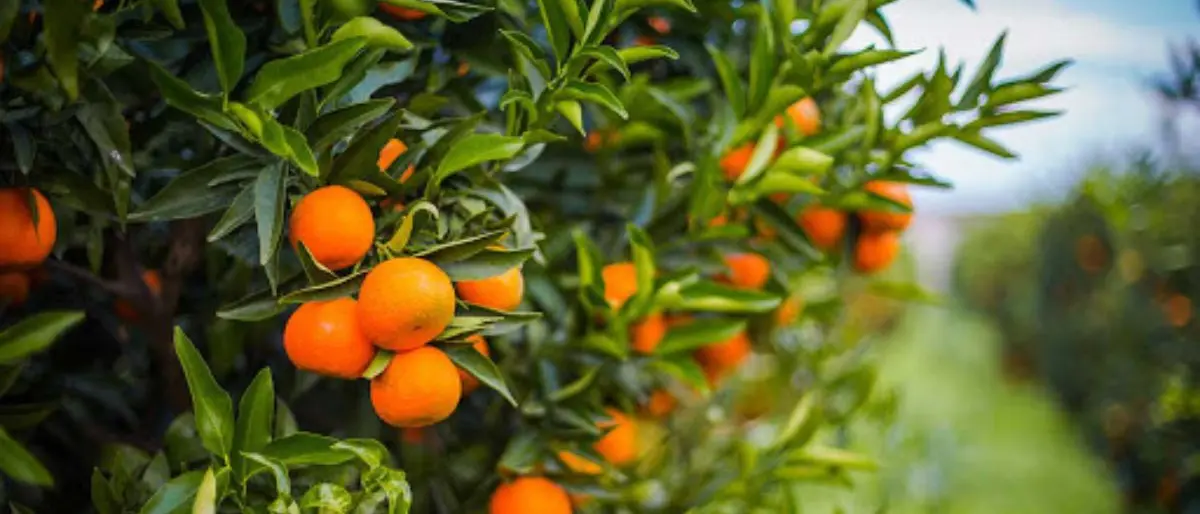 Furto di piantine di agrumi nell’azienda di Enrico Parisi, Coldiretti denuncia