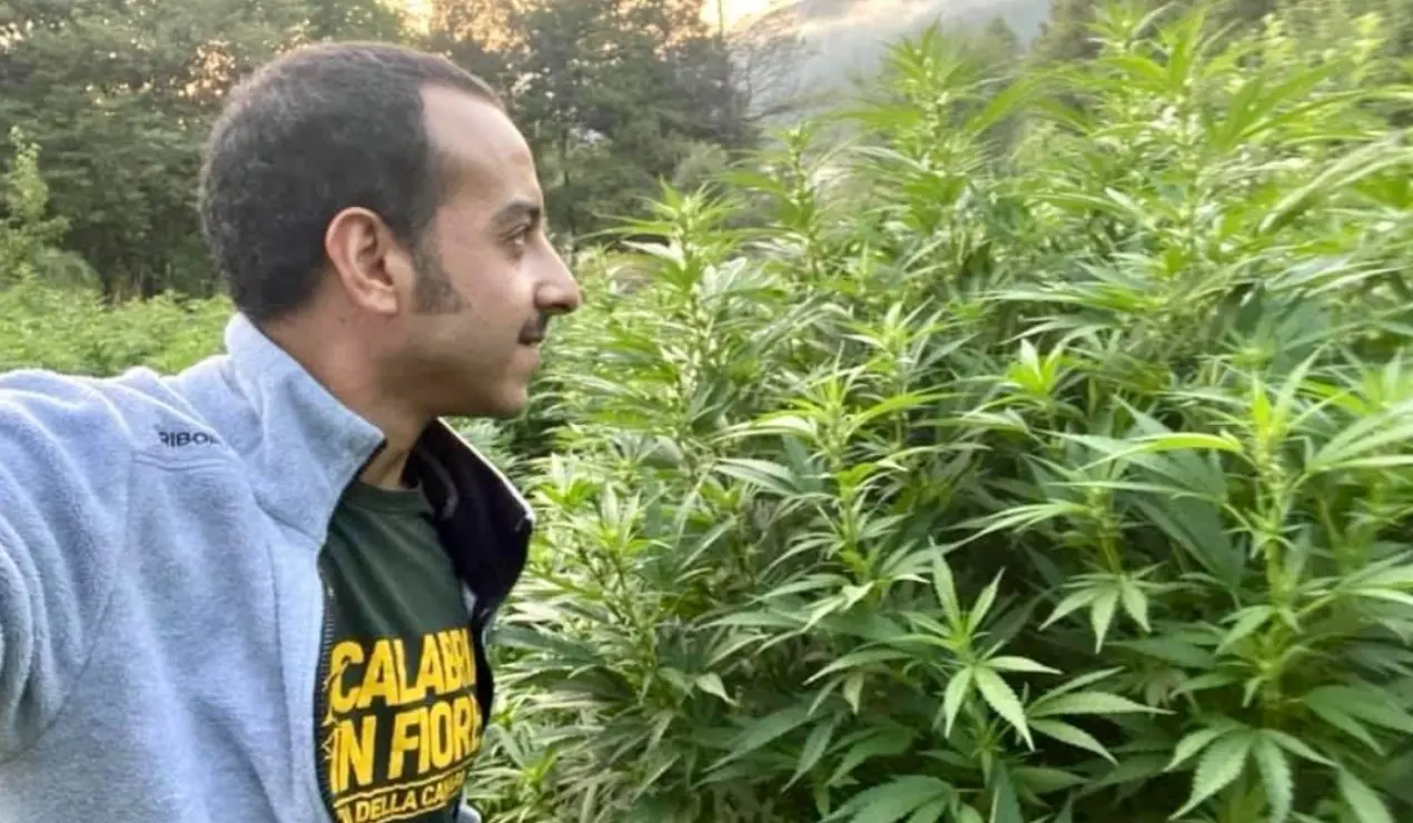 Governo vieta la cannabis legale, imprese in ginocchio. Cusani: «Ci batteremo»