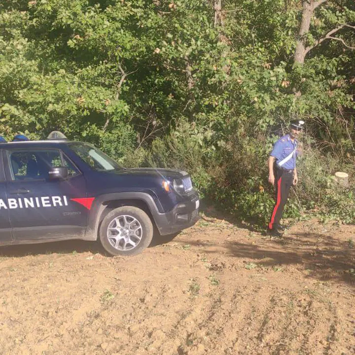 Altomonte, quattro arresti sorpresi a tagliare alberi in un bosco comunale