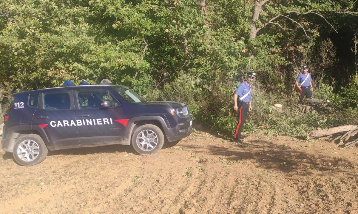 Altomonte, quattro arresti sorpresi a tagliare alberi in un bosco comunale