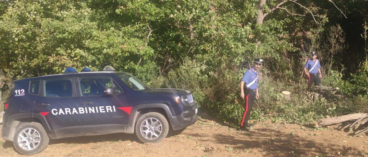 Altomonte, quattro arresti sorpresi a tagliare alberi in un bosco comunale