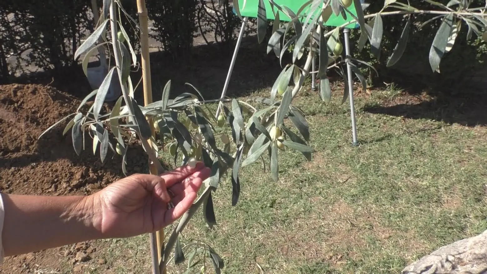 A Cosenza un ulivo per la speranza: rinascita e pace nelle carceri calabresi