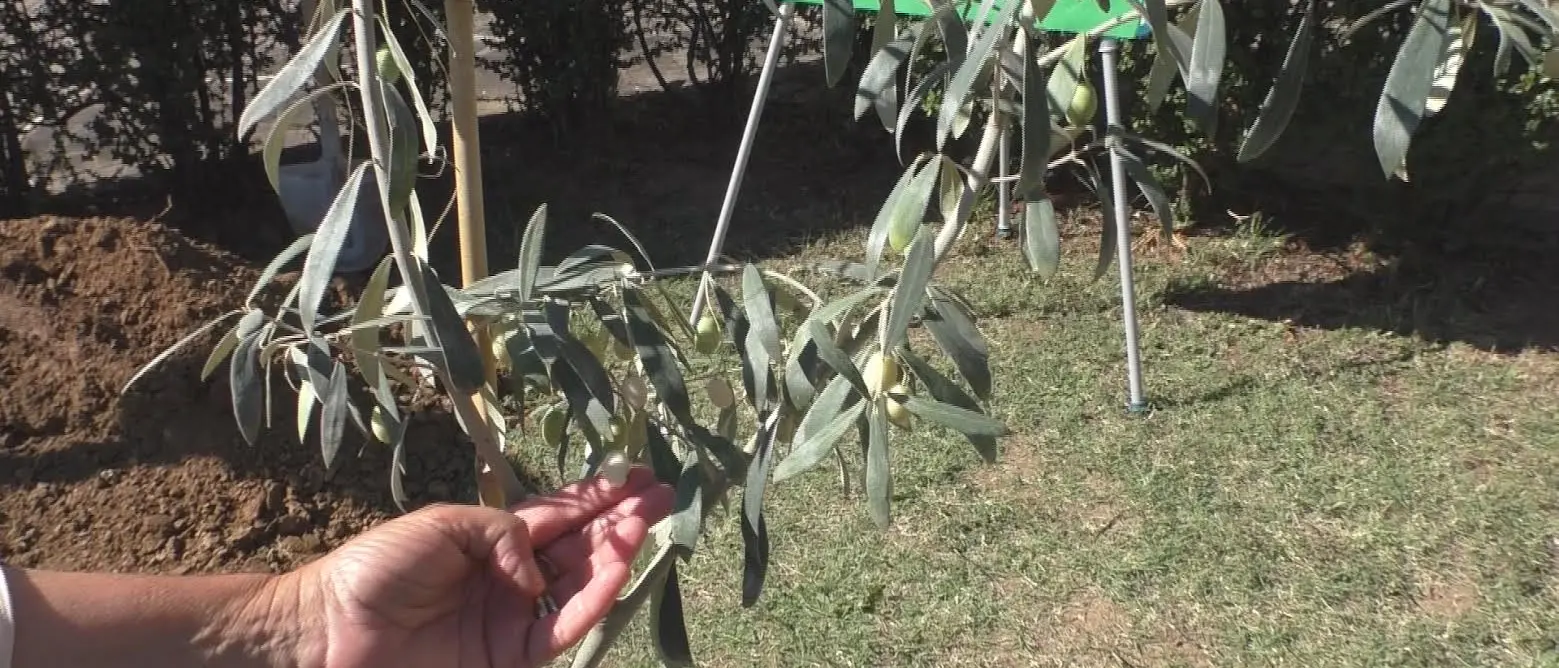 A Cosenza un ulivo per la speranza: rinascita e pace nelle carceri calabresi